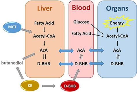 d beta hydroxybutyrate|Hydroxybutyrate: A Crucial Ketone for Energy and Brain Function.